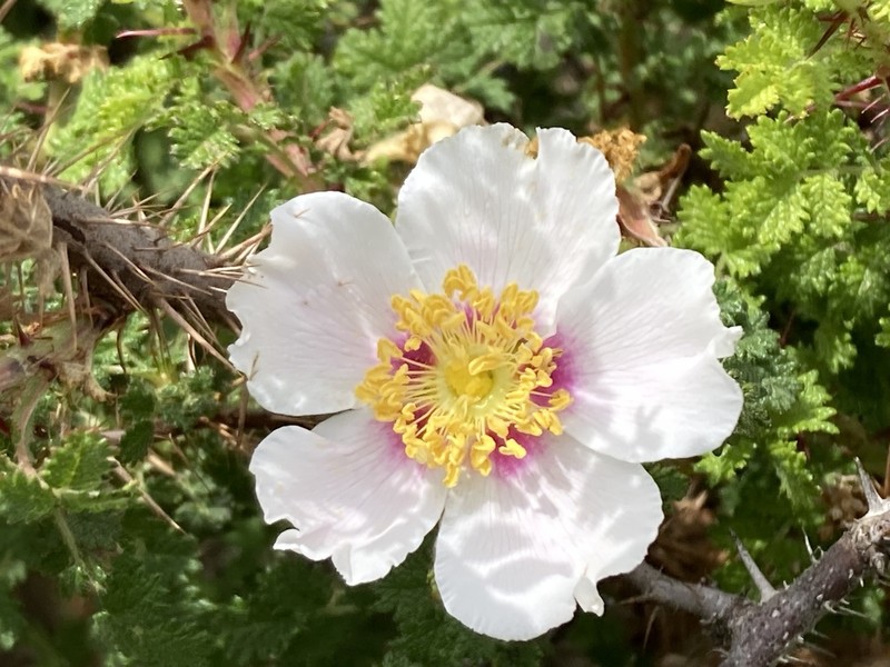Baja Rose photo 7