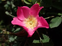 Rosa mollis