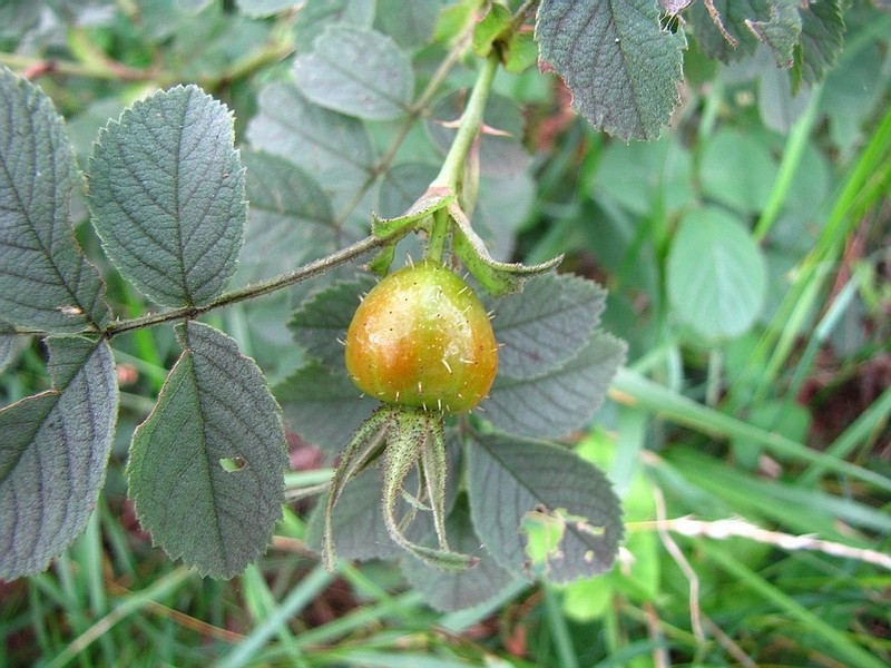Rosa mollis photo 2