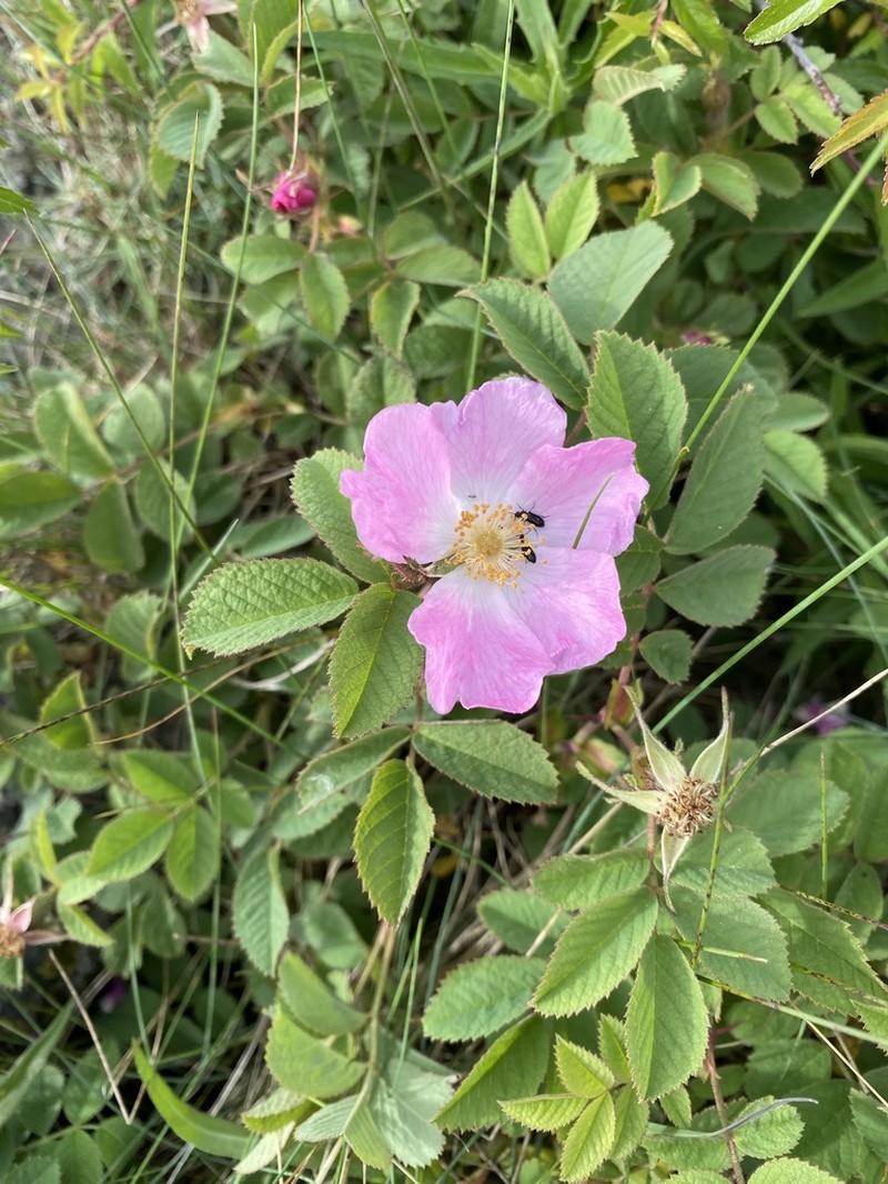 Rosa mollis photo 3
