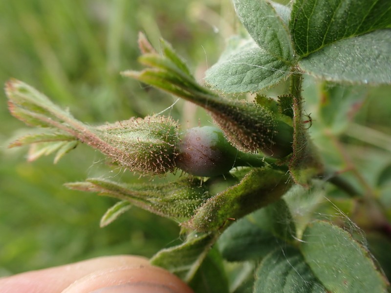 Rosa mollis photo 4