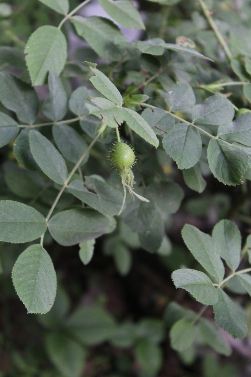 Rosa mollis photo 5