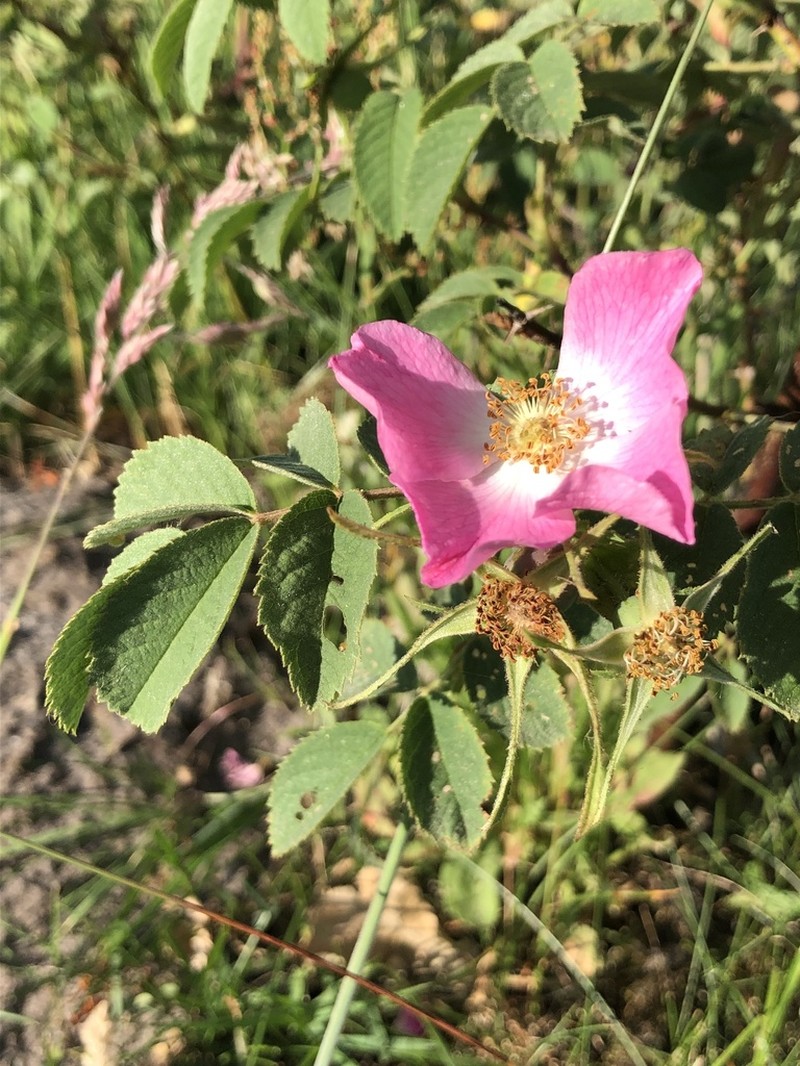 Rosa mollis photo 6