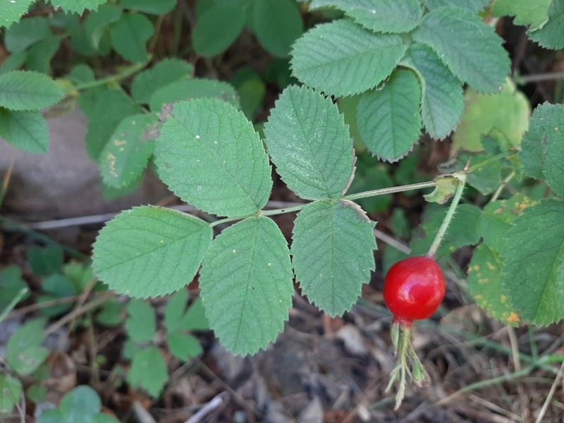 Rosa mollis photo 7