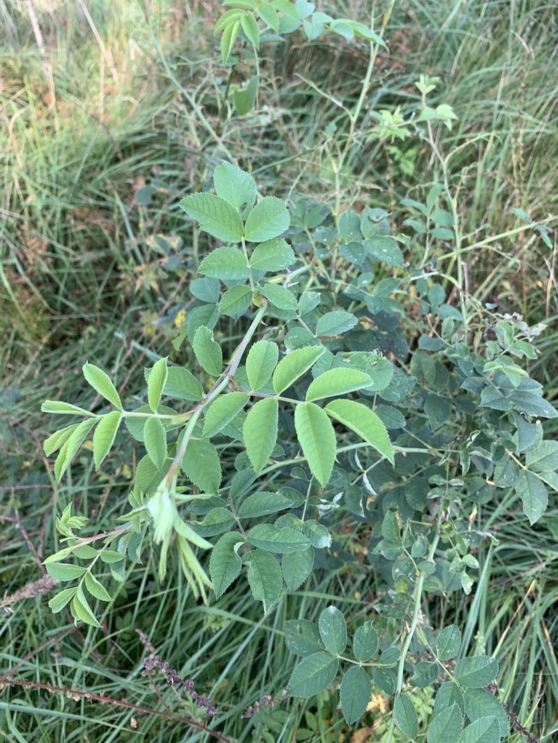 Rosa mollis photo 8