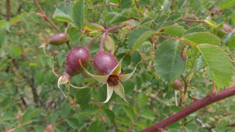 Rosa montana photo 2