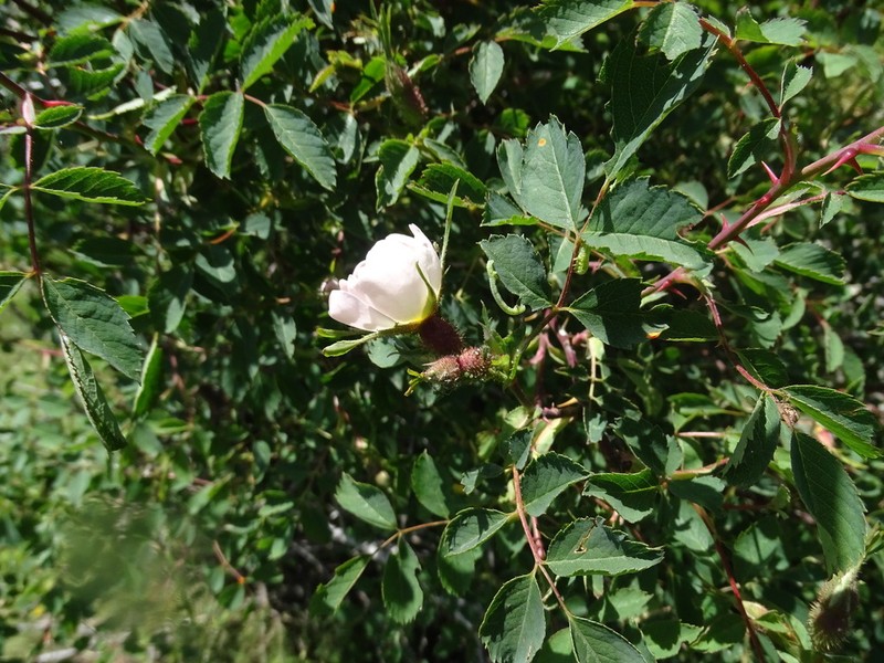 Rosa montana photo 3