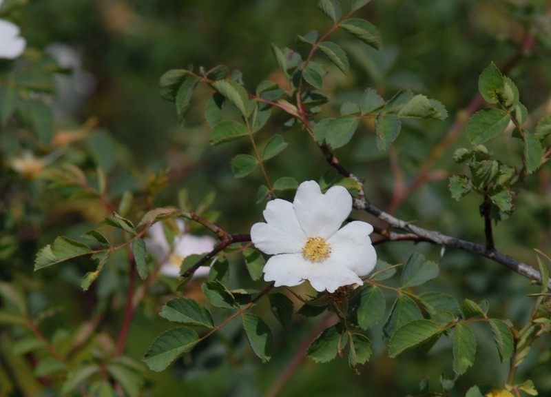 Rosa montana photo 6