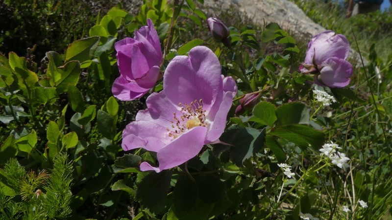 Rosa montana photo 7