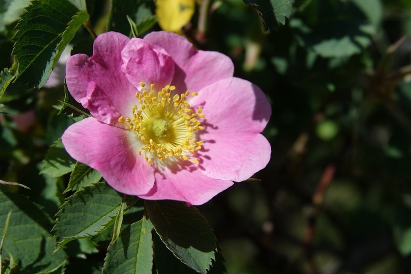 Rosa montana photo 8
