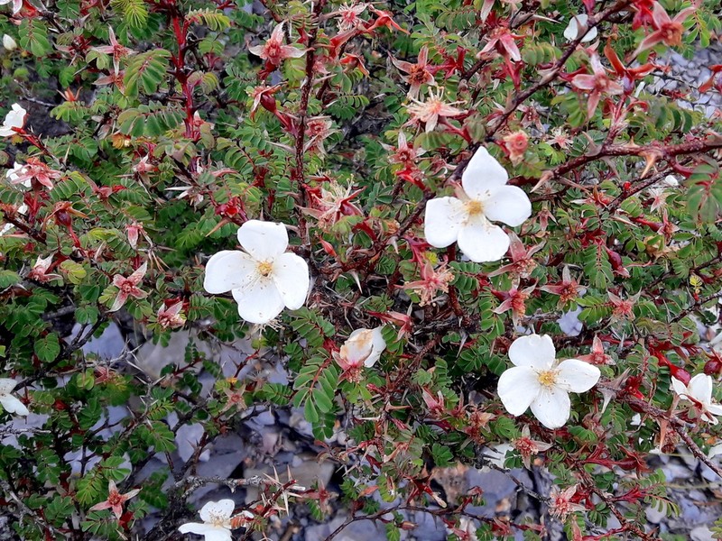 Rosa morrisonensis