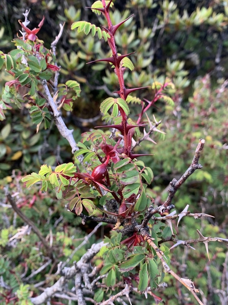 Rosa morrisonensis photo 2
