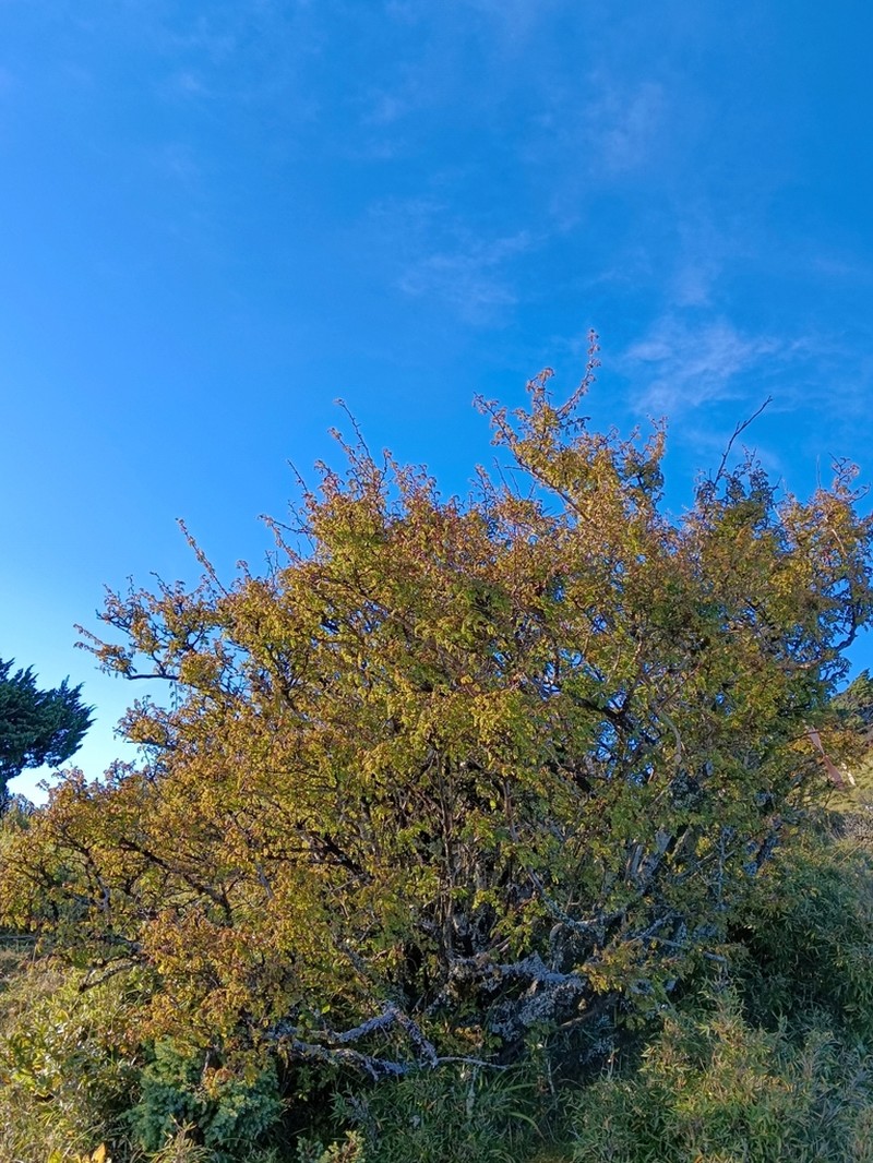 Rosa morrisonensis photo 3