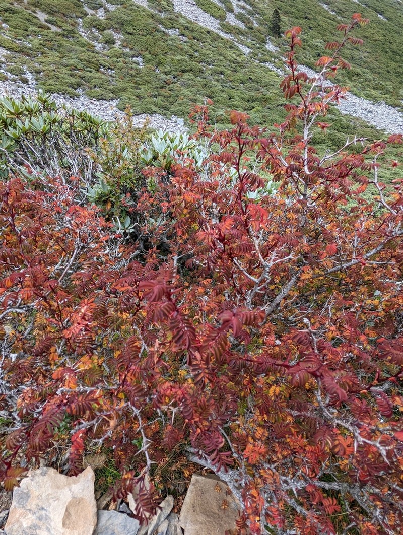 Rosa morrisonensis photo 4