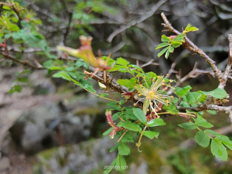 Rosa morrisonensis photo 5