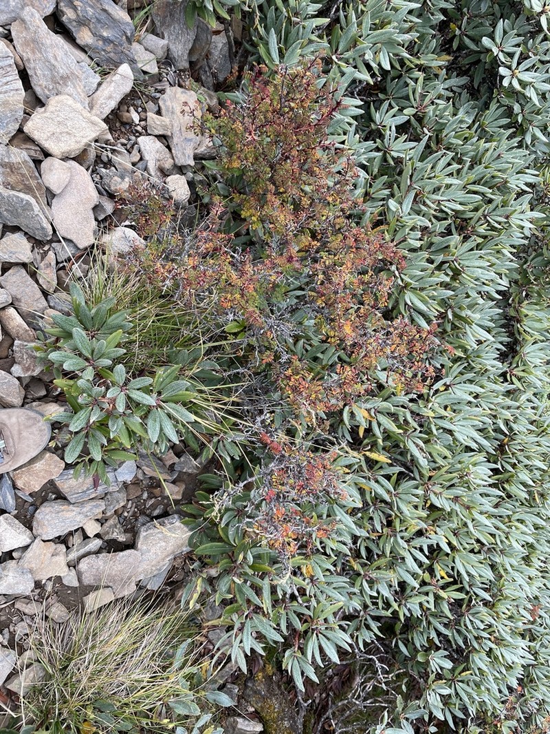 Rosa morrisonensis photo 7