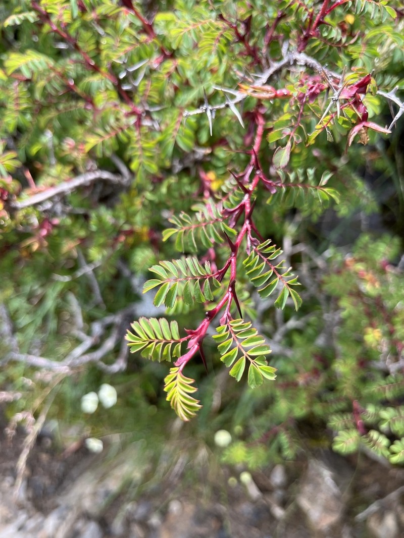 Rosa morrisonensis photo 8
