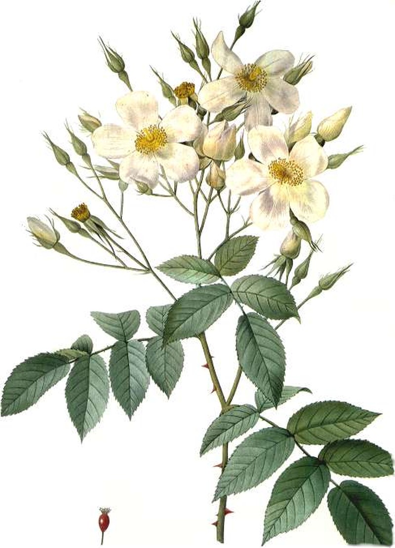 Rosa dupontii