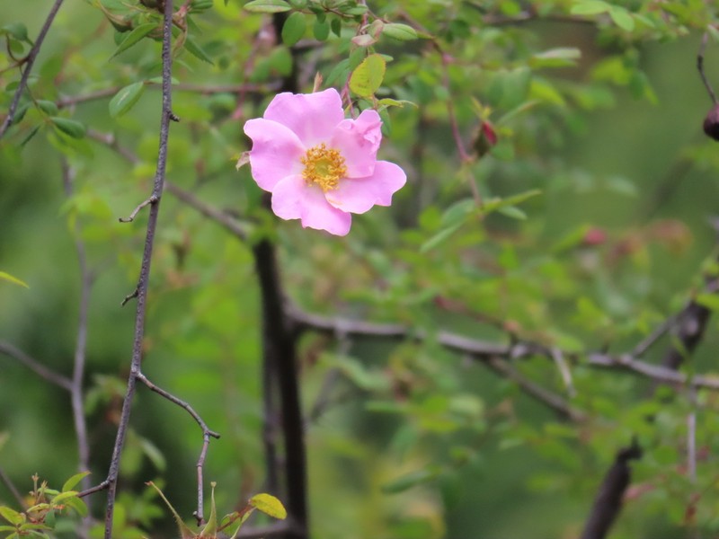 Rosa dupontii photo 3