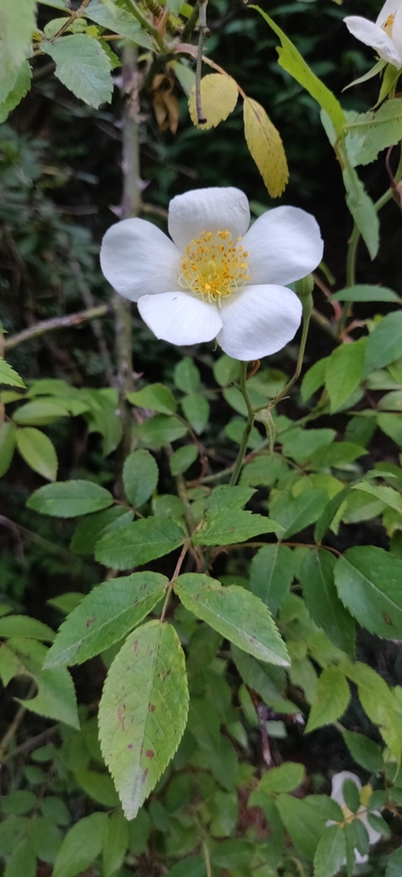 Rosa dupontii photo 4