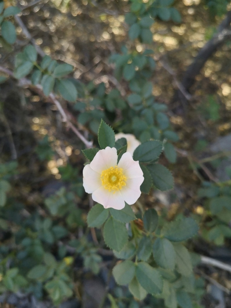 Musk Rose photo 5