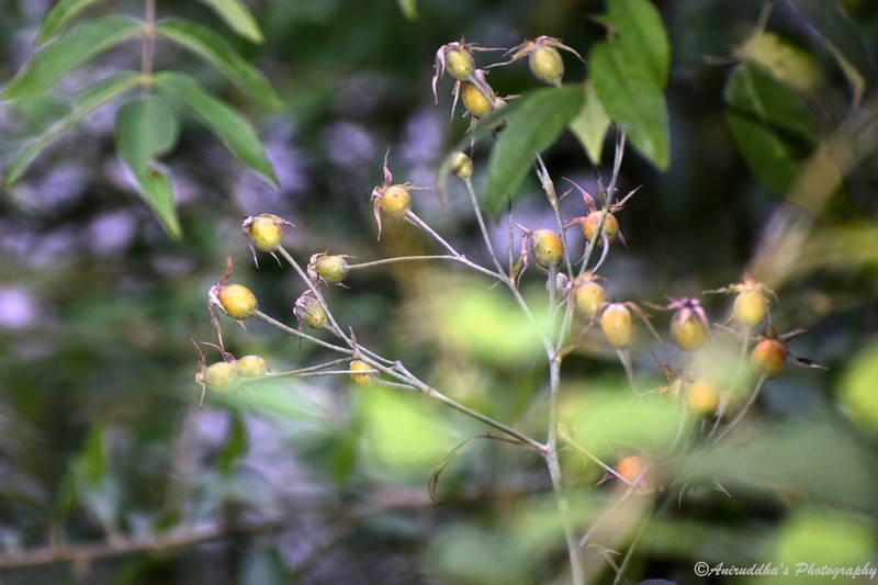 Musk Rose photo 6