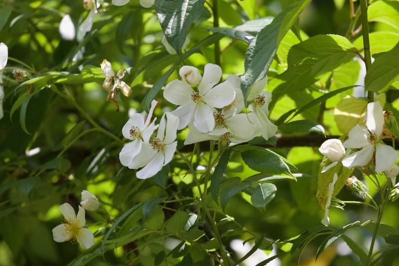 Musk Rose photo 7