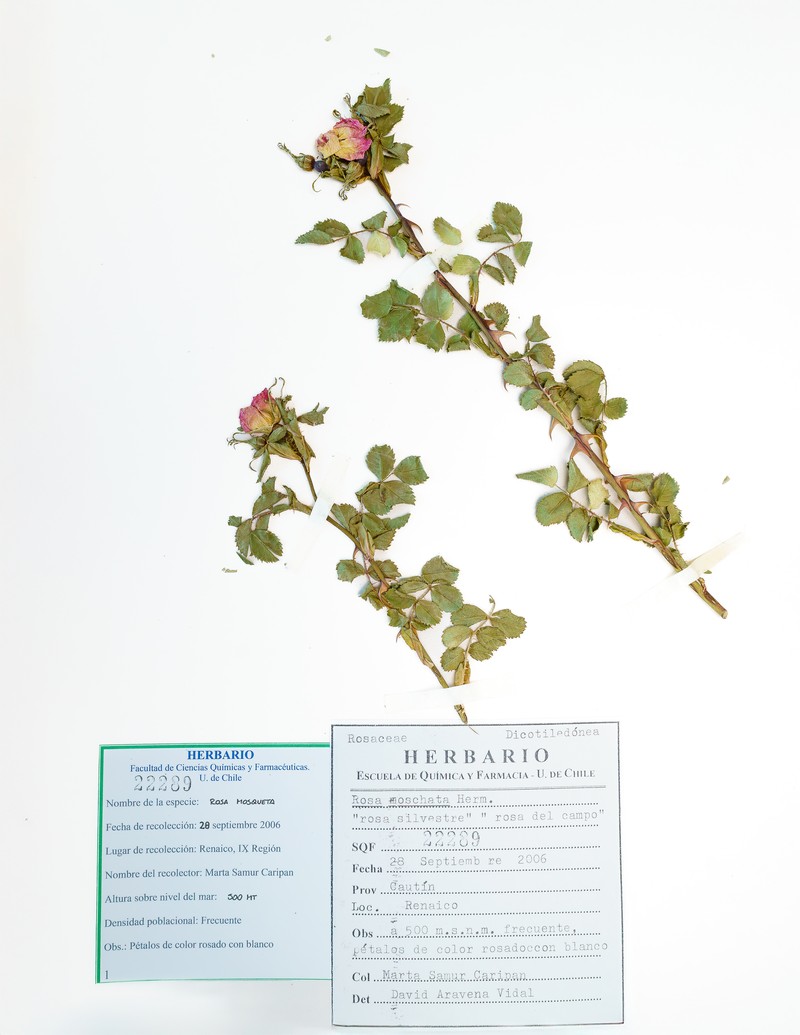 Musk Rose photo 5