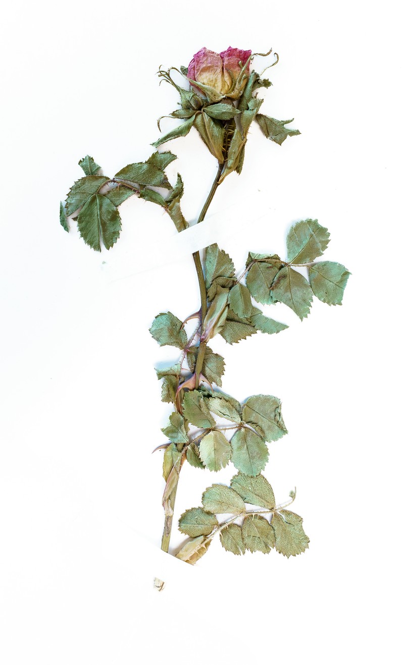 Musk Rose photo 6