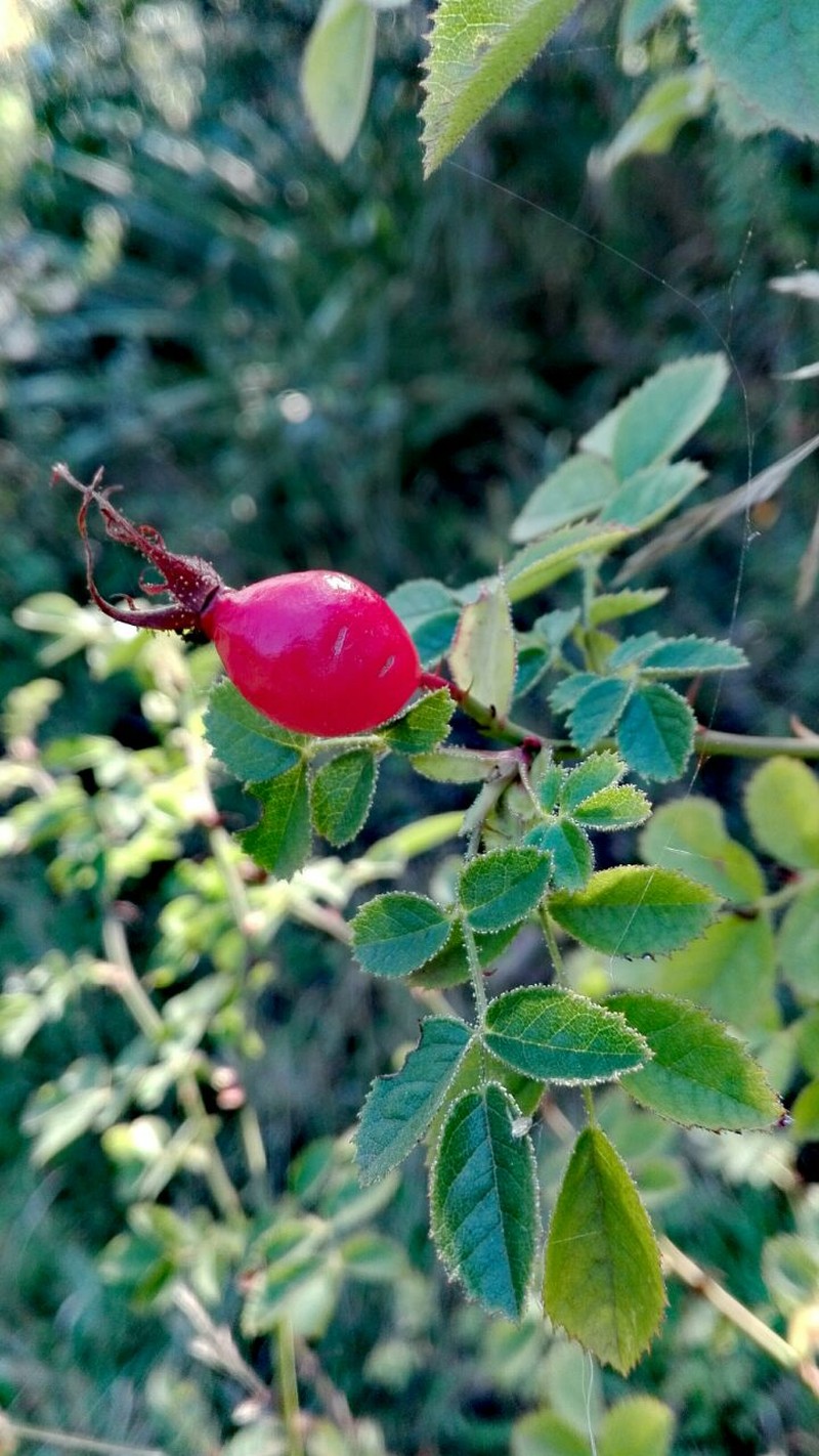 Musk Rose photo 7