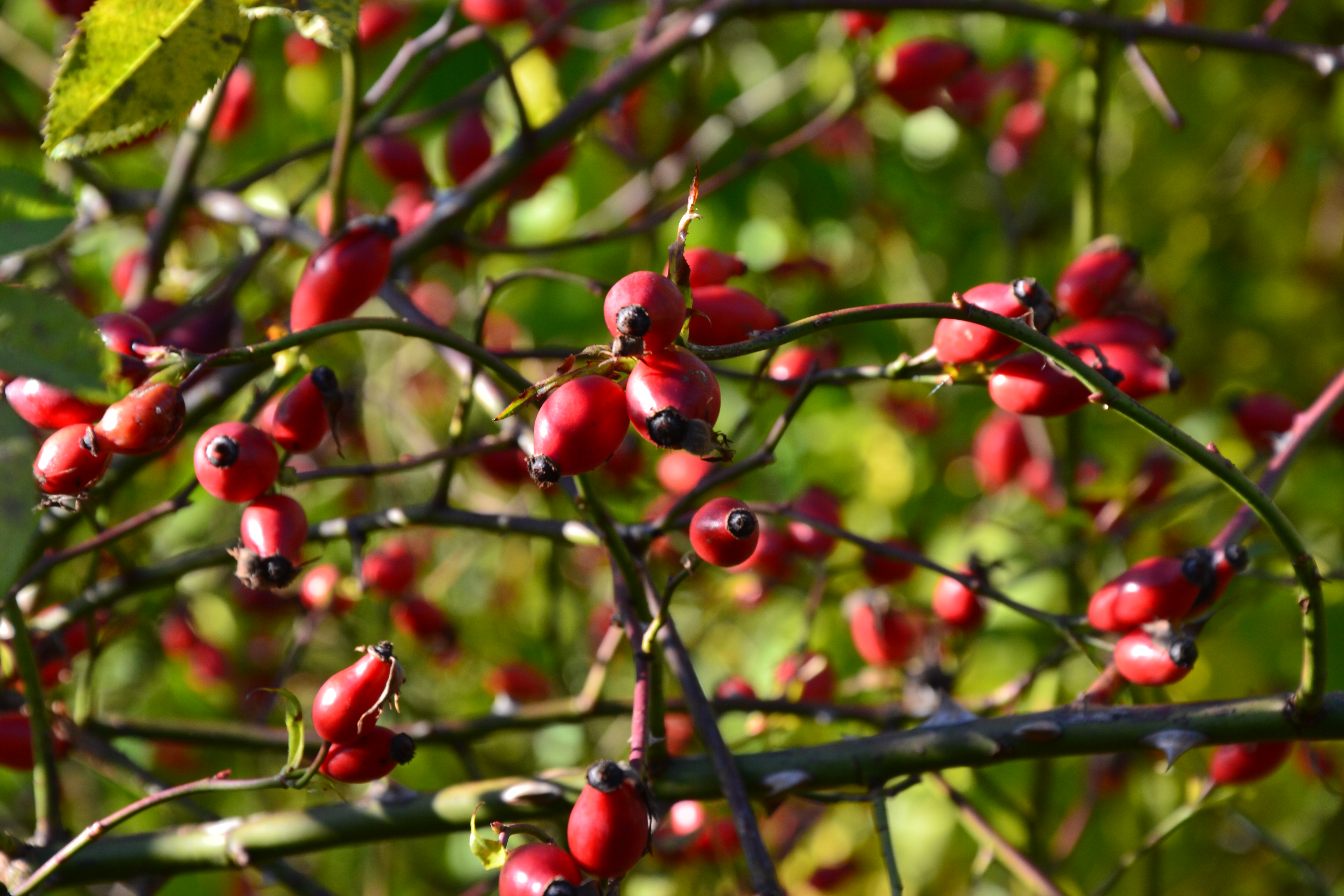 Musk Rose photo 8