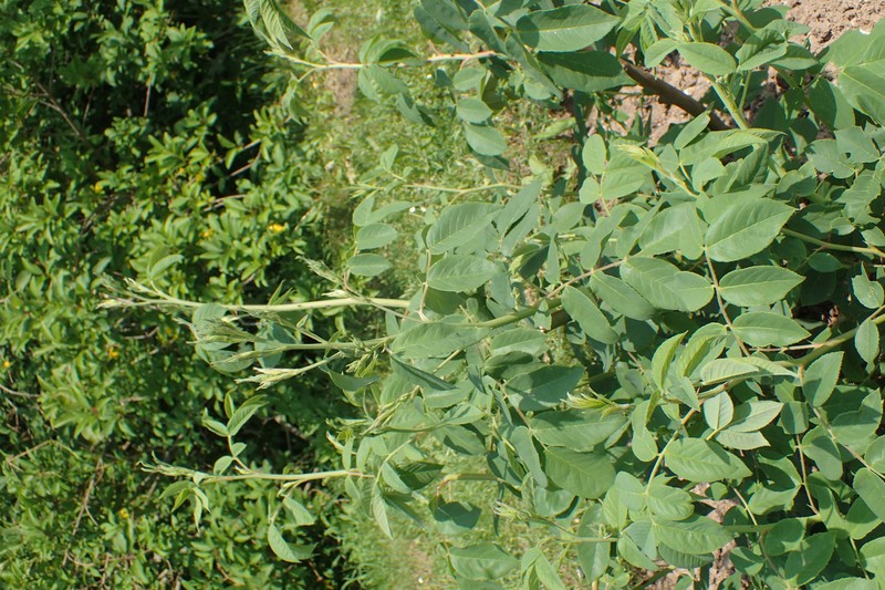 Musk Rose photo 2