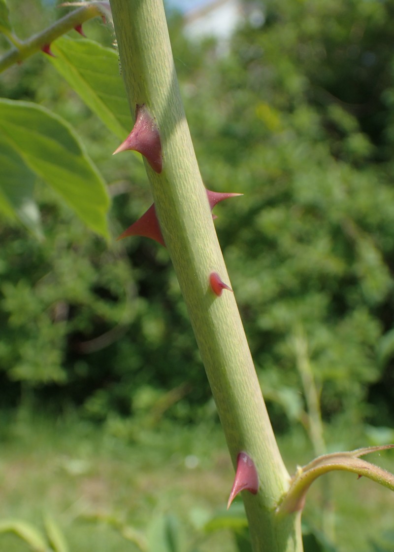 Musk Rose photo 3
