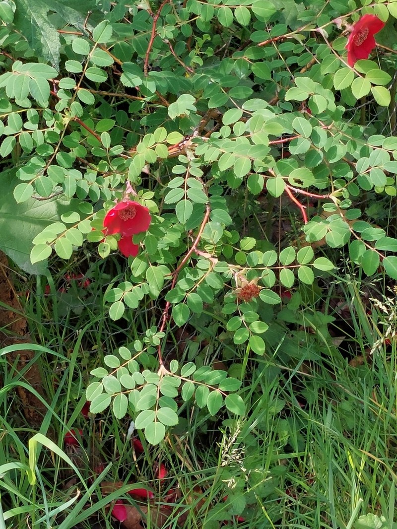 Rosa moyesii photo 6