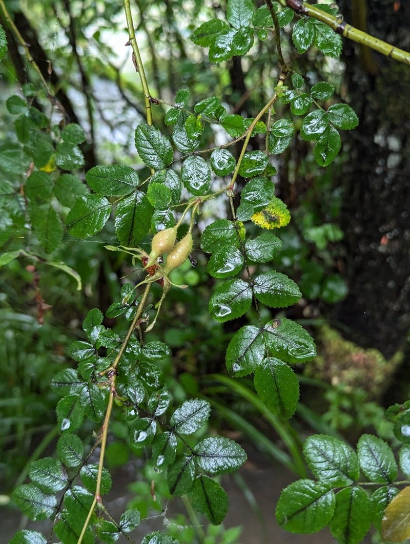 Rosa moyesii photo 7