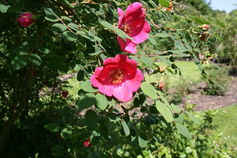 Sweginzow's Rose