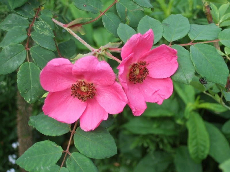 Sweginzow's Rose photo 3