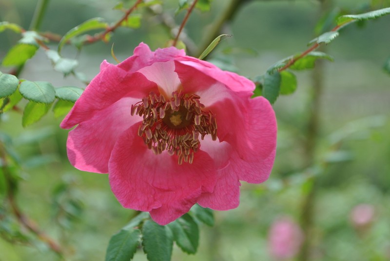 Sweginzow's Rose photo 5