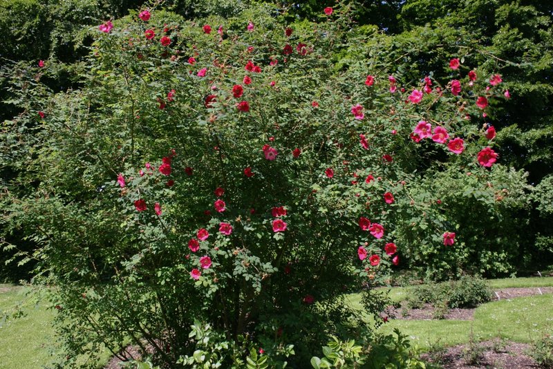 Rosa moyesii photo 3
