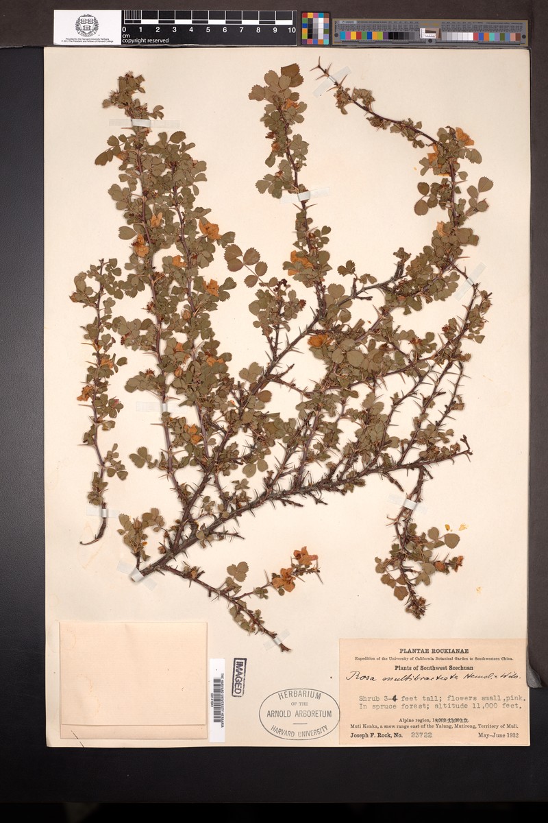 Rosa multibracteata photo 2