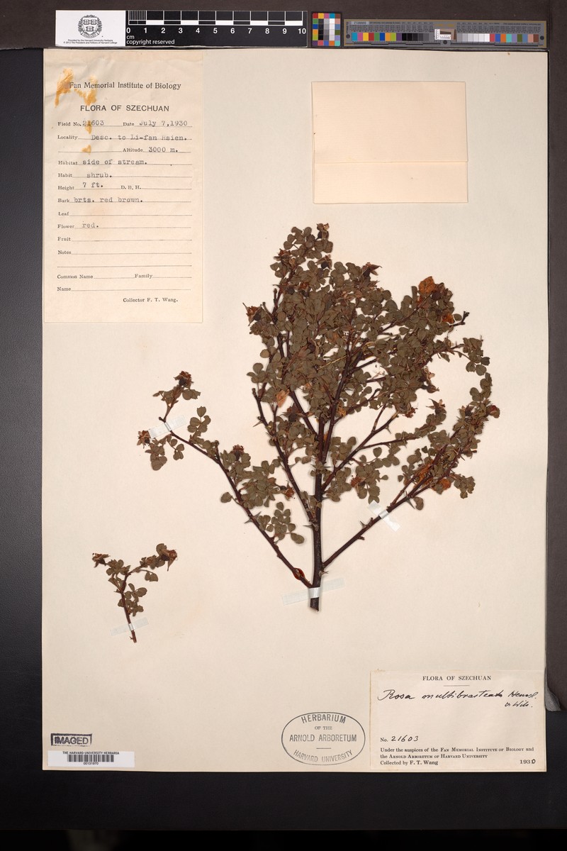 Rosa multibracteata photo 3