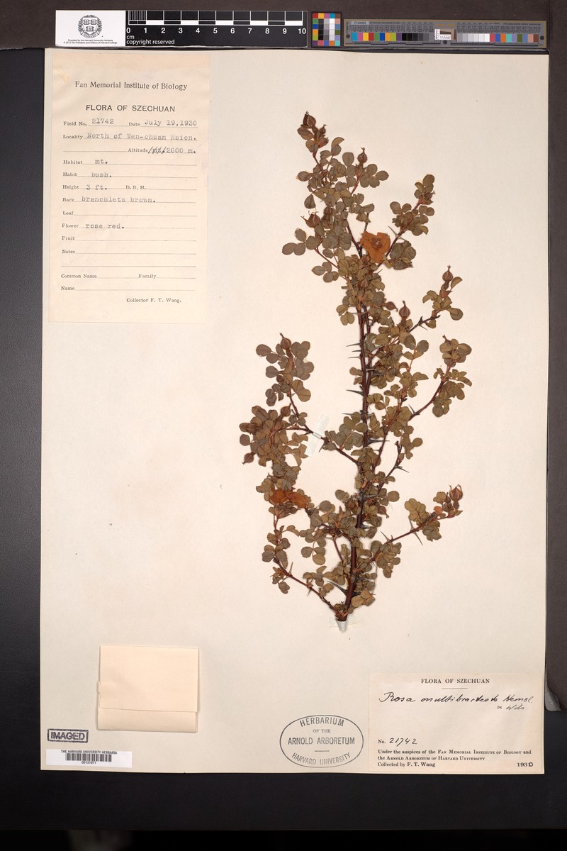 Rosa multibracteata photo 4