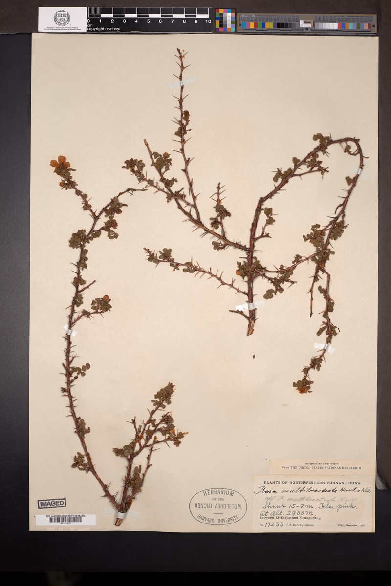 Rosa multibracteata photo 6