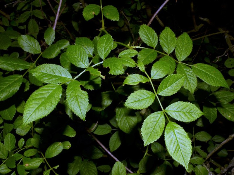 Multiflora Rose photo 8