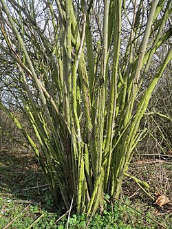 Multiflora Rose