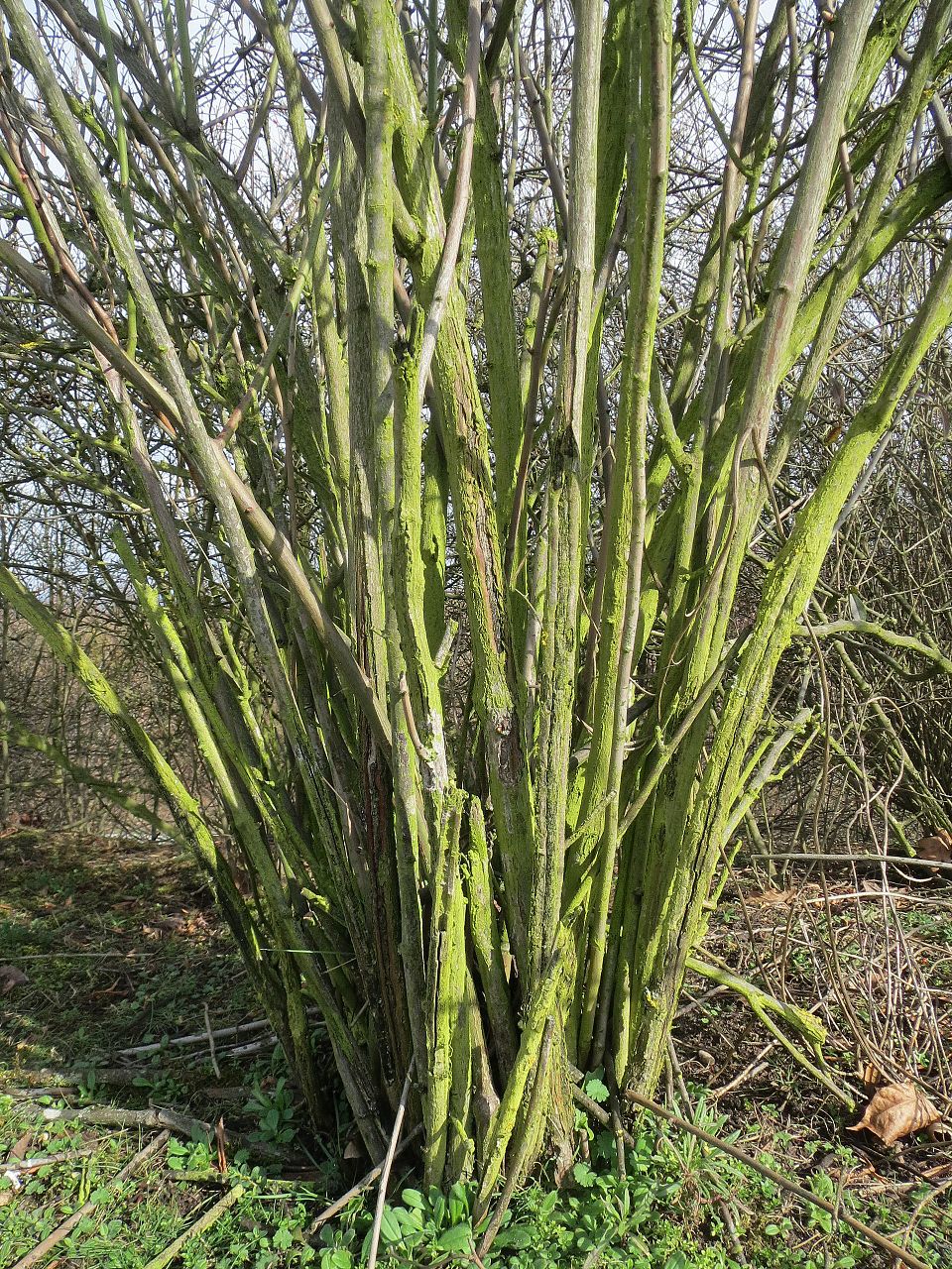 Multiflora Rose photo 2