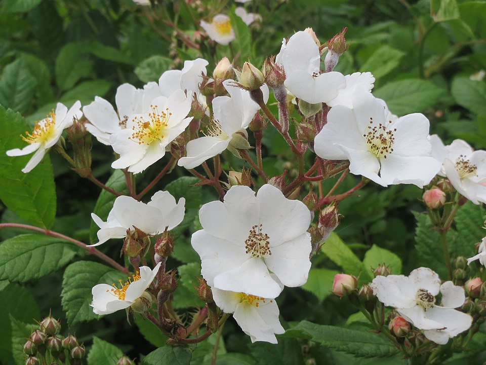 Multiflora Rose photo 3