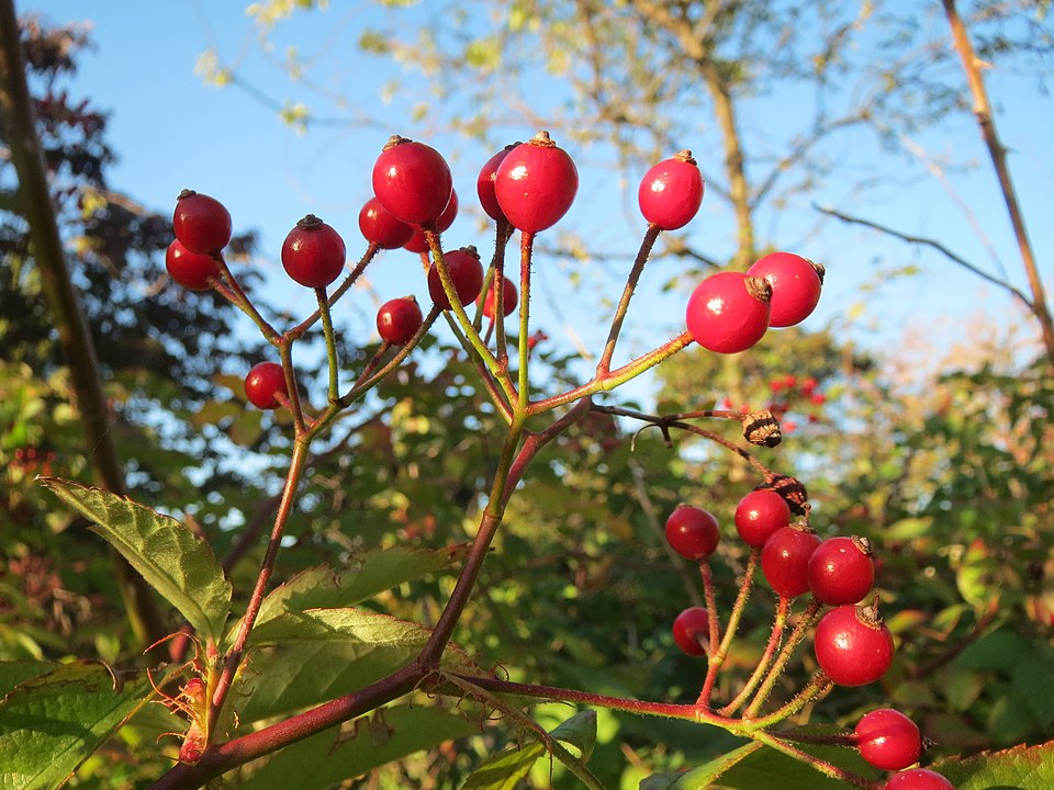 Multiflora Rose photo 4
