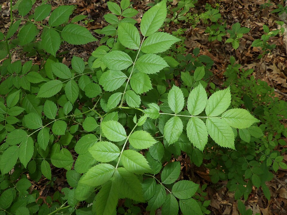 Multiflora Rose photo 5
