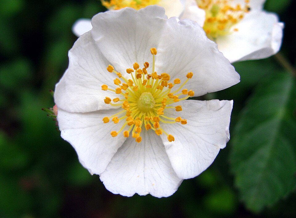 Multiflora Rose photo 6